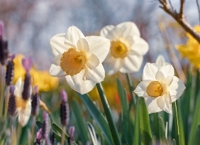 중구의 봄꽃(남산)