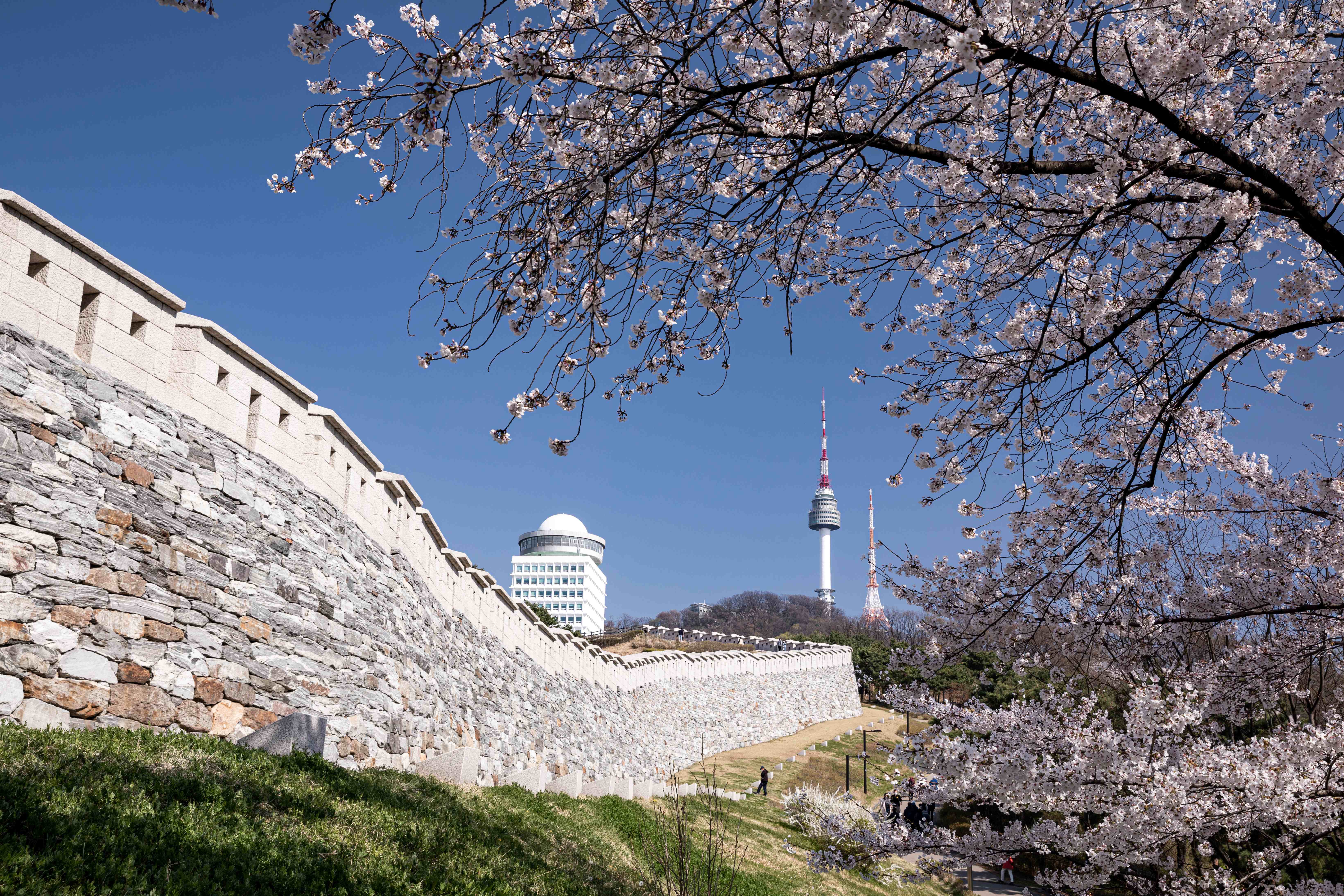 서울 중구, 4~13일 남산 벚꽃길 불법 주·정차 집중 단속··· 예고 없이 견인 썸네일
