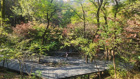 일상의 품격 높이는 남산자락숲길은 진화중 썸네일