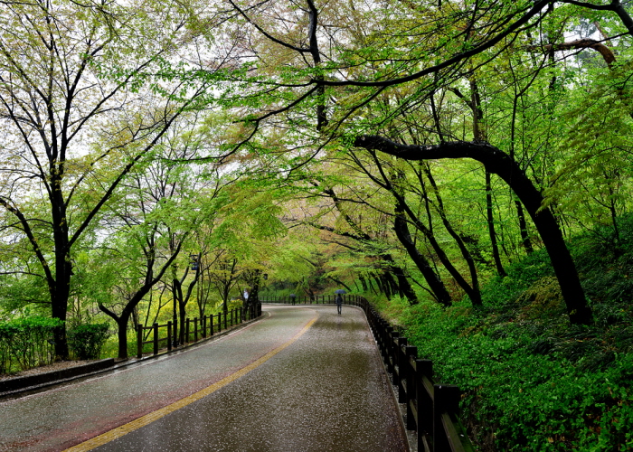서울시, 중구치매안심센터와 '기억 숲 산책' 프로그램 운영 썸네일