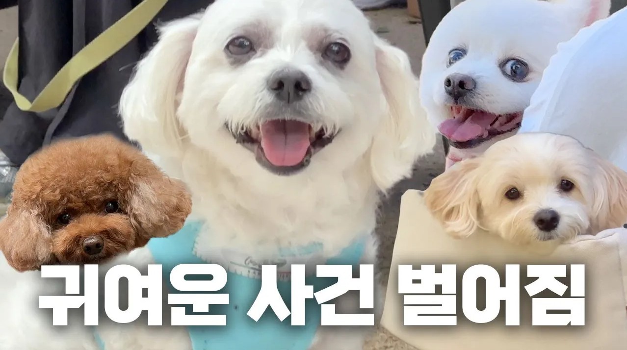 수업받는 댕댕이들 왜 이렇게 귀엽고 웃김 ㅋㅋㅋ 썸네일