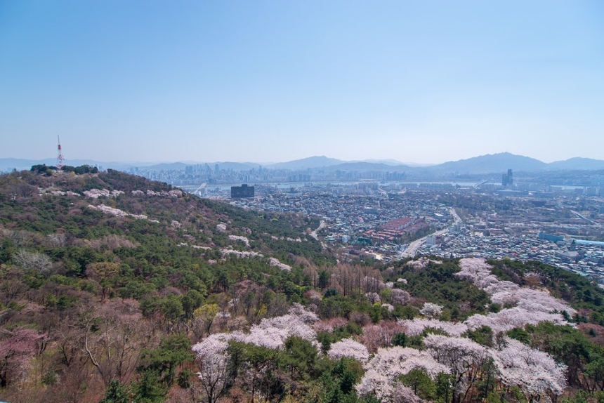 중구 봄꽃 사진 7