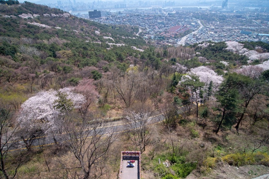 중구 봄꽃 사진 8