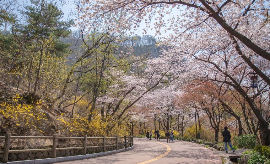 중구 봄꽃 사진 9
