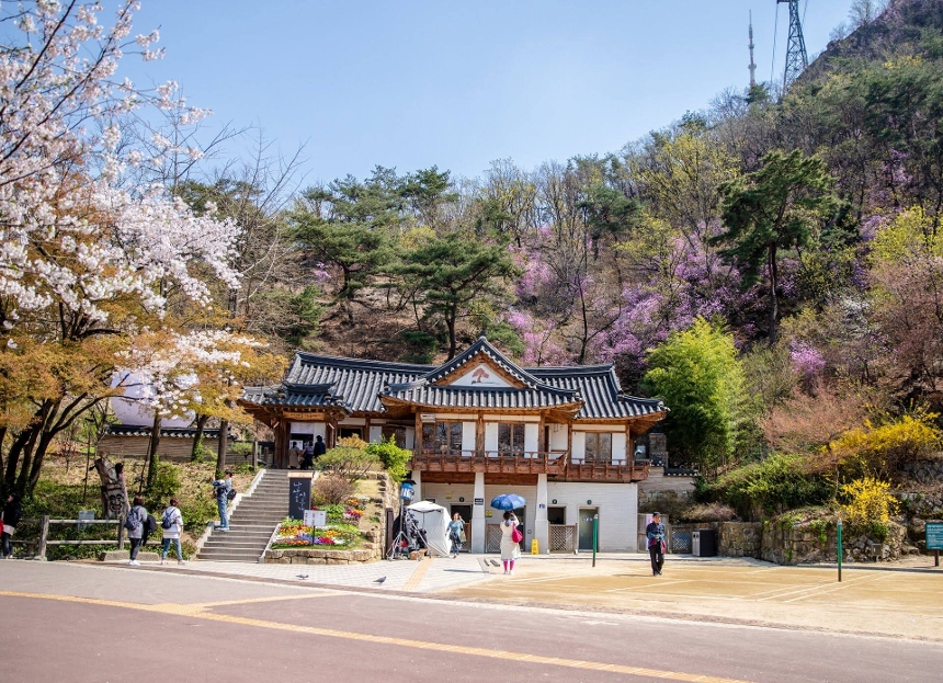 중구 봄꽃 사진 10