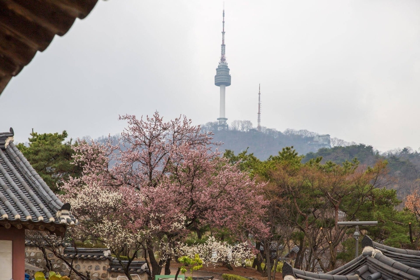 중구 봄꽃 사진 11
