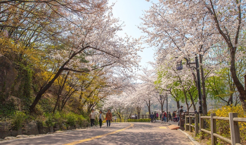 중구 봄꽃 사진 12