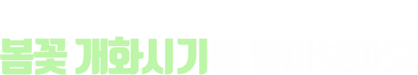 두근두근, 봄꽃은 언제 필까? 봄꽃 개화시기를 알아보아요