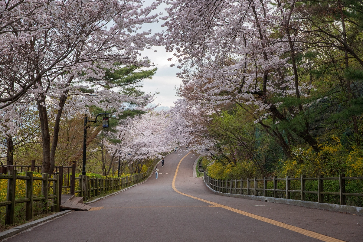 중구의 봄꽃(남산)