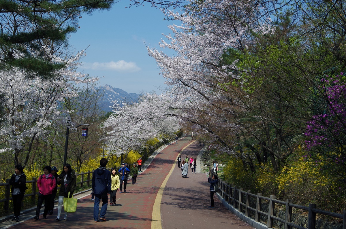 남산의 봄