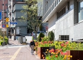 중구 봄꽃길(명동성당)