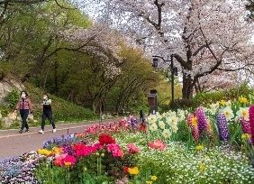 중구의 봄꽃(남산)