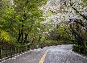 중구의 봄꽃 (남산)