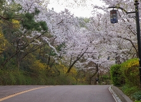 중구의 봄꽃(남산)