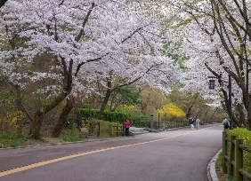 중구의 봄꽃(남산)