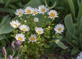 중구의 봄꽃(남산)