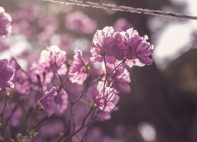 중구의 봄꽃(남산)