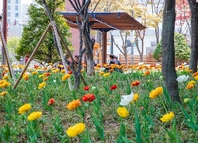 중구의 봄꽃(다산동마을마당)
